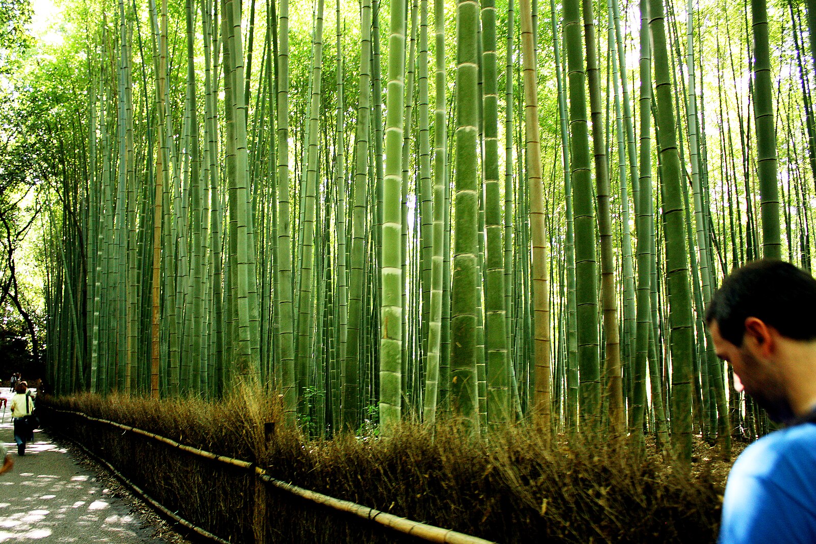 岚山竹林步道
